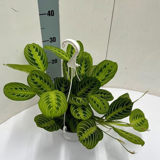 Maranta leuconeura 'fascinator' lemon lime hangpot - ø15cm - ↕40cm - plantes d'intérieur