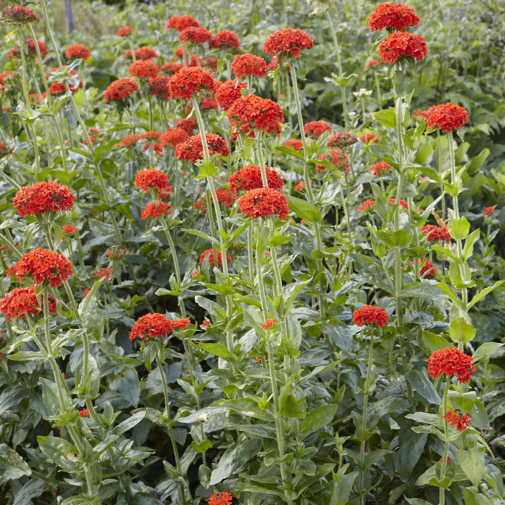 Croix de jérusalem morgenrot - le pot / ø 9cm