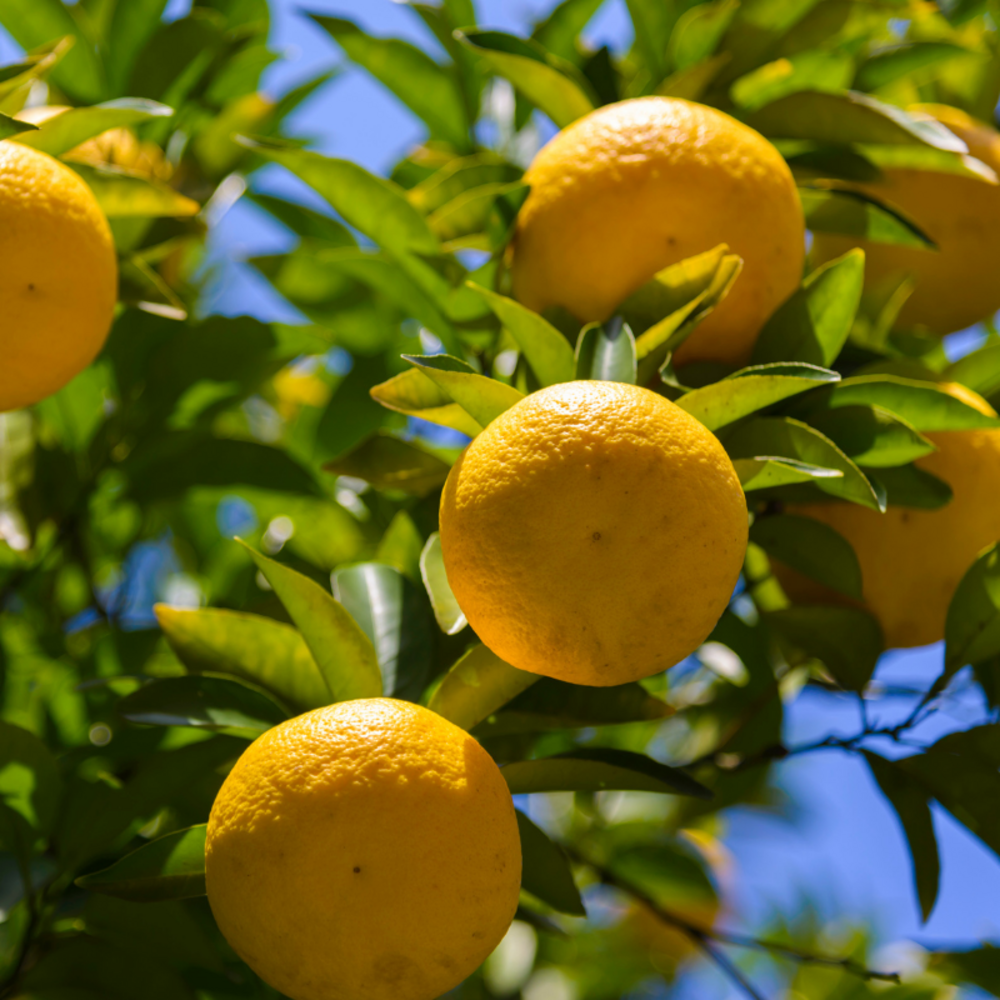 Yuzu - citrus yuzu mini tige 50/60 cm pot 19cm