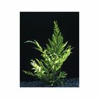 Plante aquatique : Bolbitis Heudelotii en pot