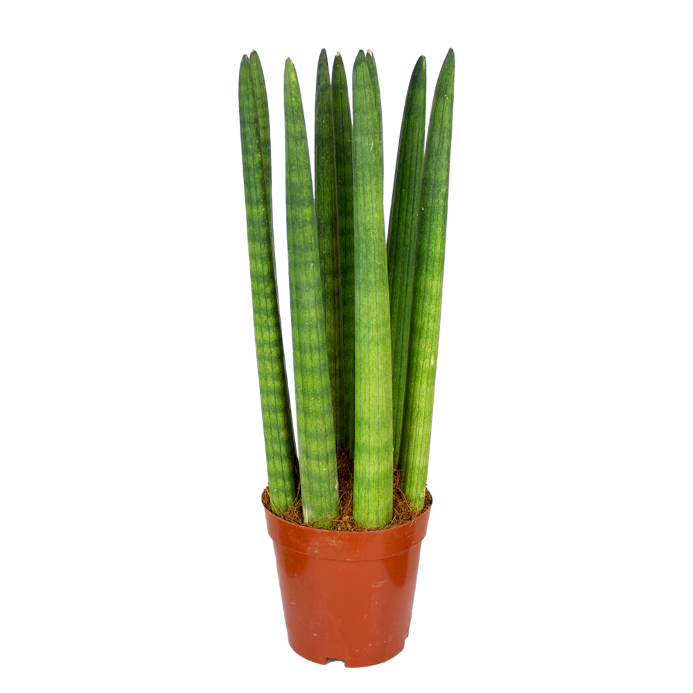 Sansevieria straight - langue de belle-mère - plantes d’intérieur - 20-30 cm de haut - pot 12 cm