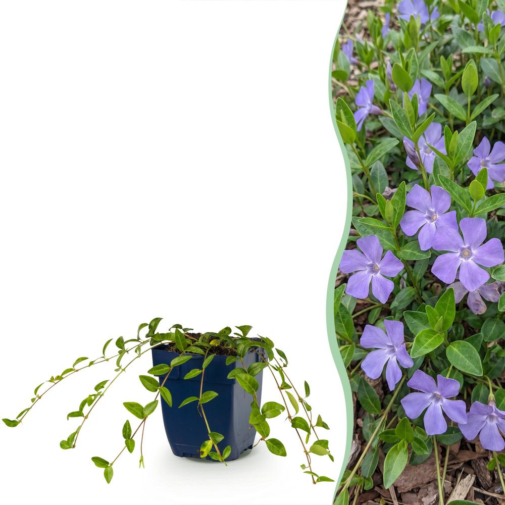 Petite pervenche - 6 plants - h 15-25 cm, pot ø11 cm