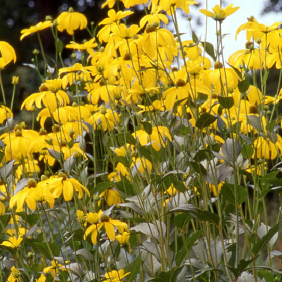 Rudbeckia herbstsonne lot de 3 godets