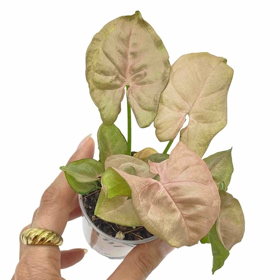 Syngonium neon robusta - pot de 6cm