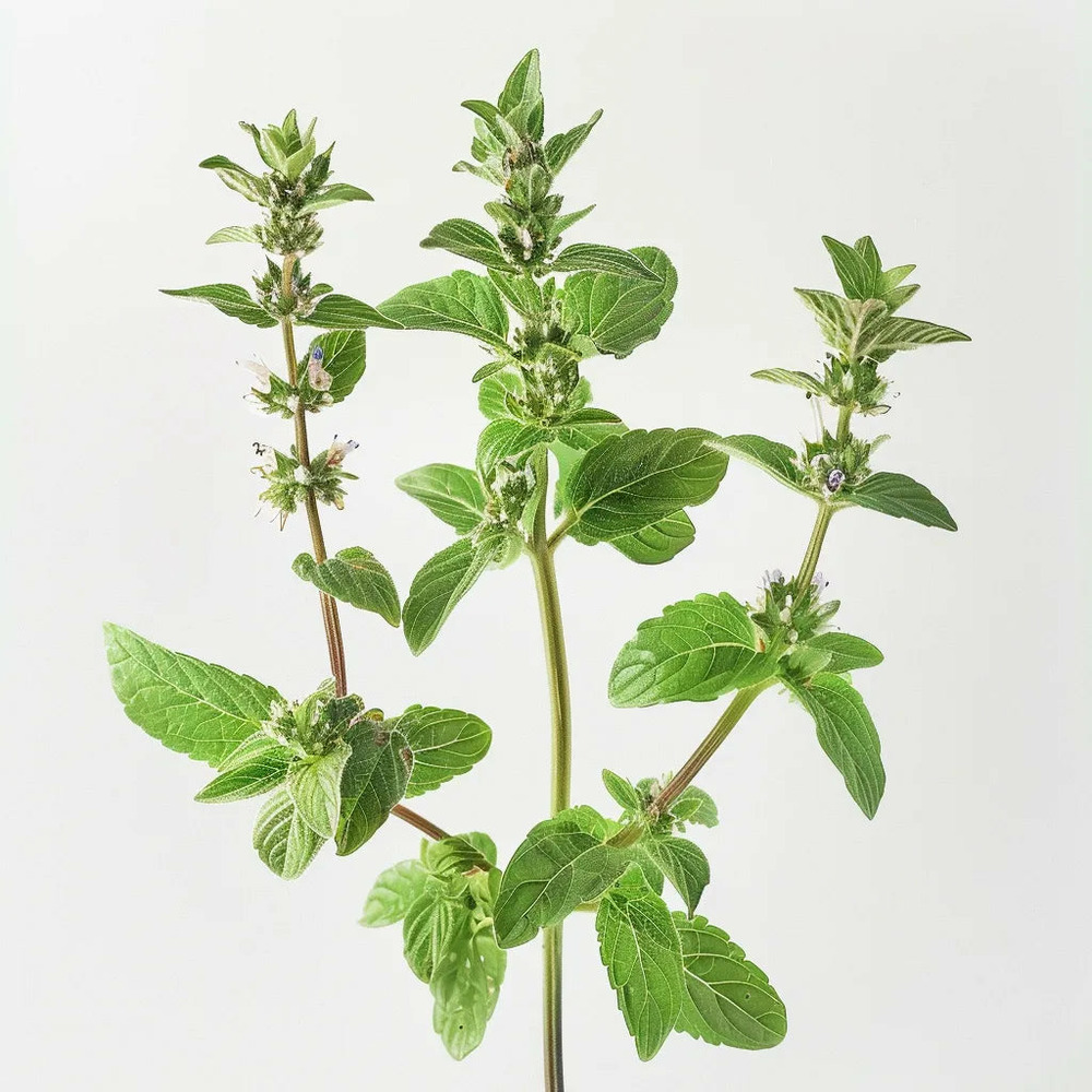 1000 graines de menthe pouliot (mentha pulegium) - semisauvage permaculture