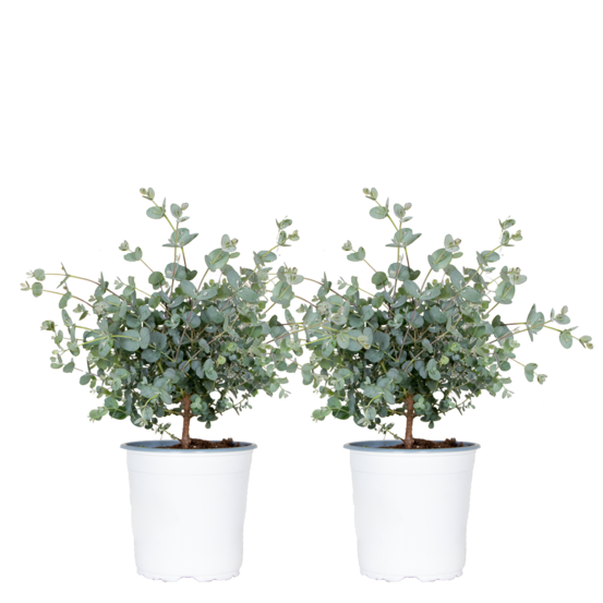 Lot de 2 - eucalyptus gunnii - gommier - arbuste - persistant - ⌀14 cm - 25-35 cm