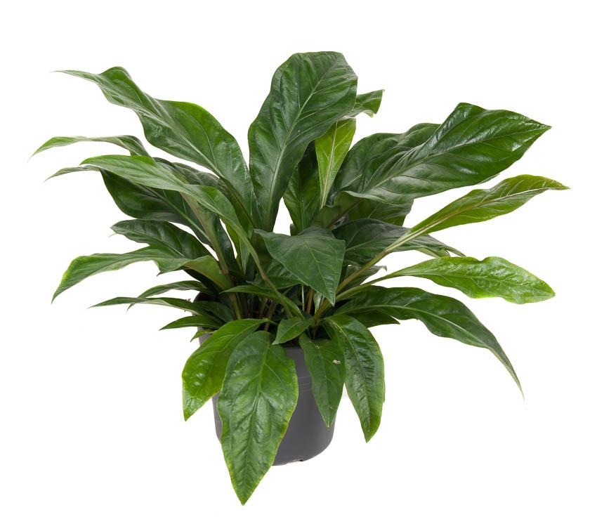 Plante d'intérieur - anthurium 'jungle bush' 70.0cm