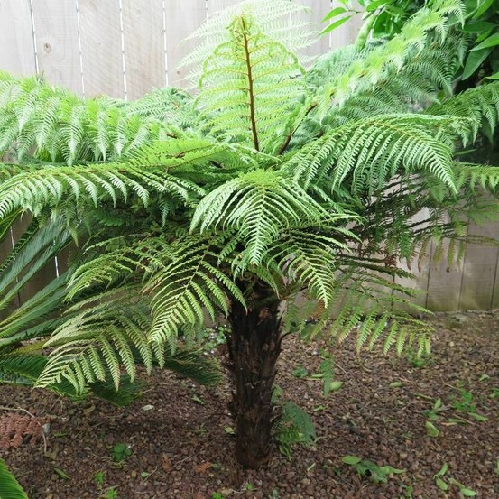 Fougère arborescente antartica pot de 3l - touffe