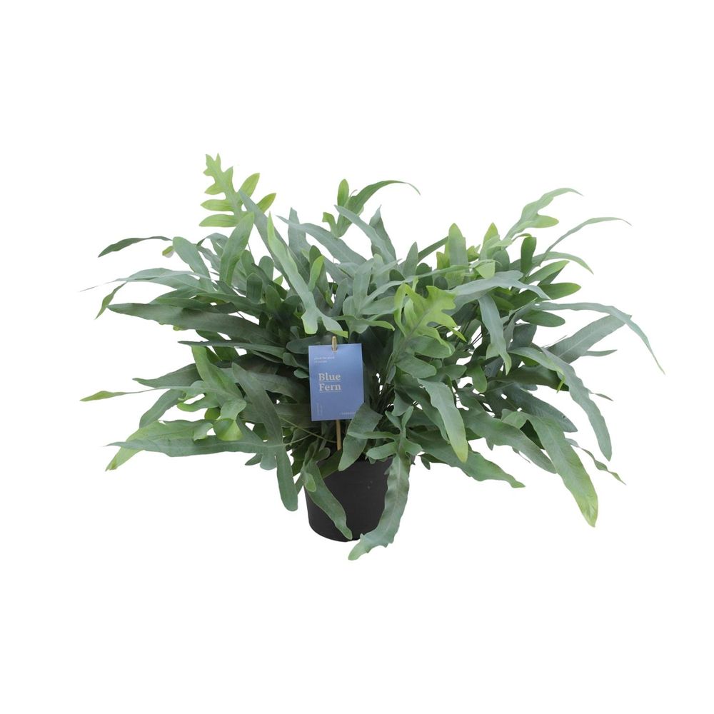 Phlebodium aureum blue star - ø17cm - ↕50cm - plantes d'intérieur