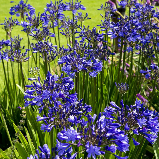 Agapanthe flower of love® lot de 9 godets