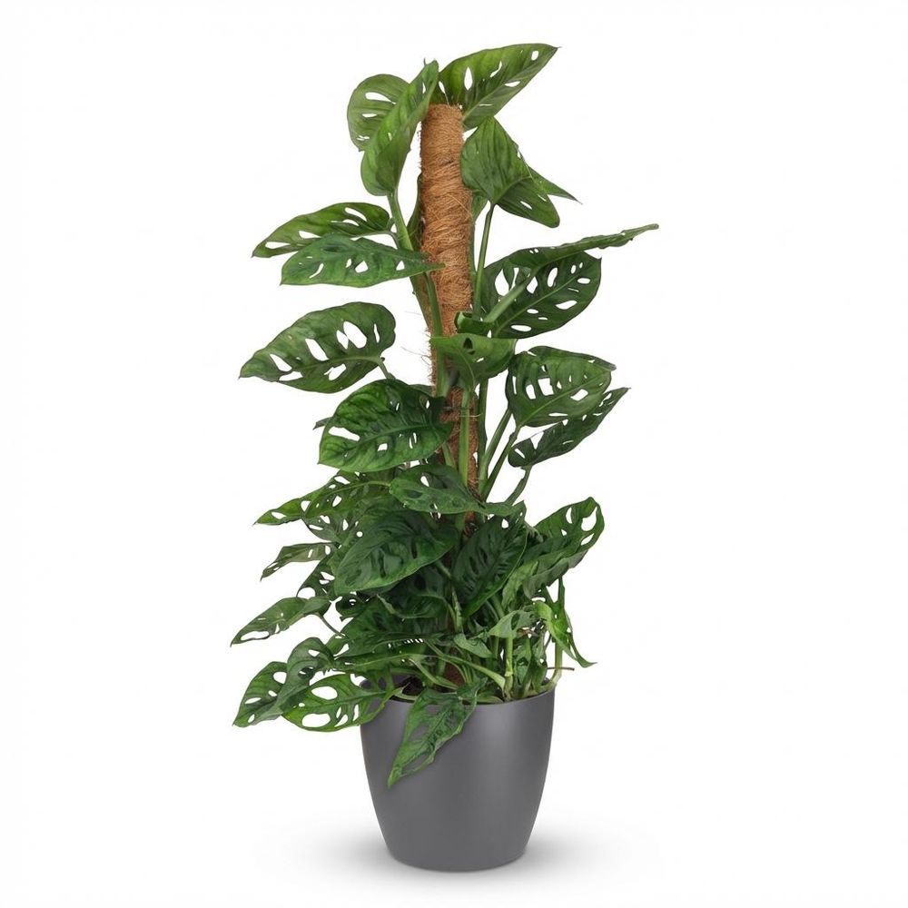 Monstera andansonii - monkey mask avec tuteur coco - pot de 19cm - hauteur 90cm