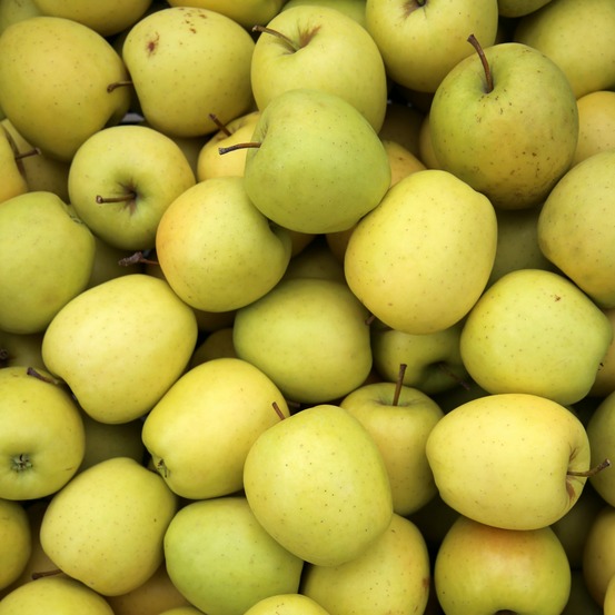 Pommier golden delicious - la motte / demi-tige / hauteur livrée 140-160cm