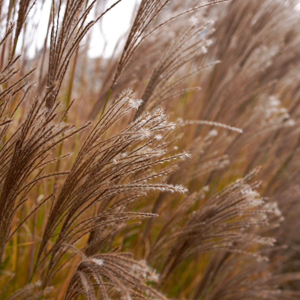 Roseau de chine kleine silberspinne - miscanthus sinensis kleine silberspinne 80 cm godet 9cm