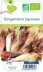 Gingembre japonais mioga plante ab pot 1l - plant d'aromatique du jardin