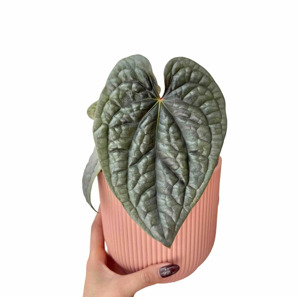 Anthurium luxurians - pot de 12cm - plantes d'intérieur