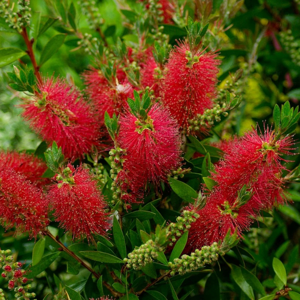 Rince-bouteilles mini red®, callistemon pot de 7,5l - 40/60 cm