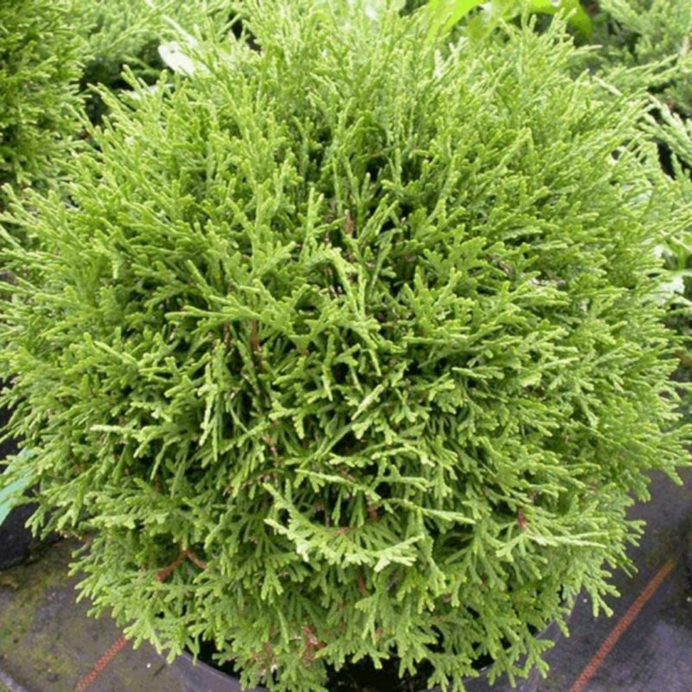 Thuya occidental tiny tim - thuja occidentalis tiny tim 25/30cm pot 8l