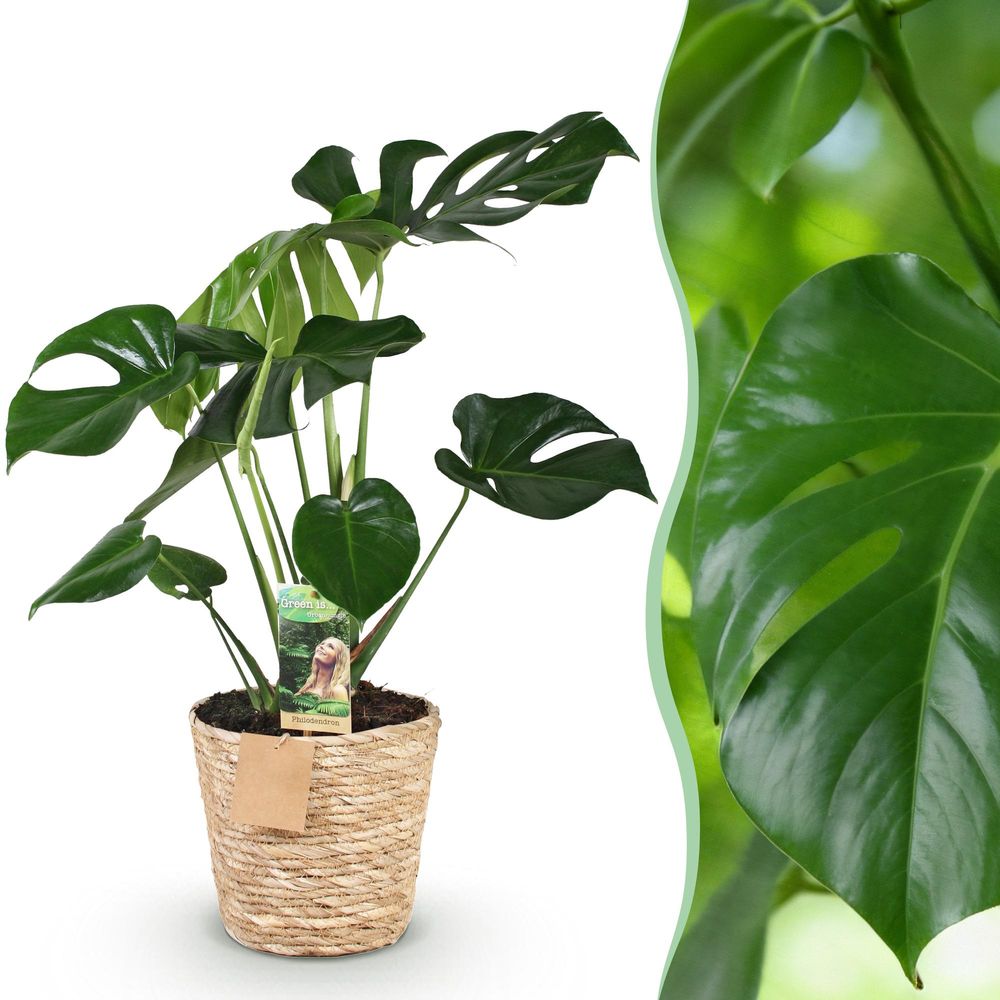 Monstera deliciosa - plantes d'intérieur