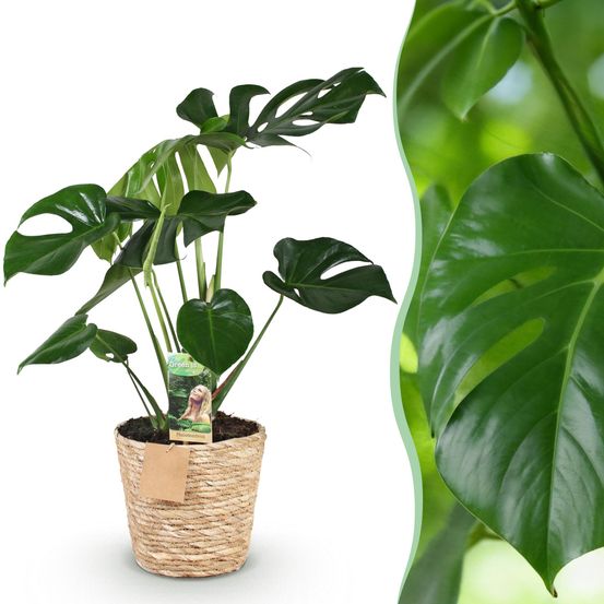 Monstera deliciosa - plantes d'intérieur