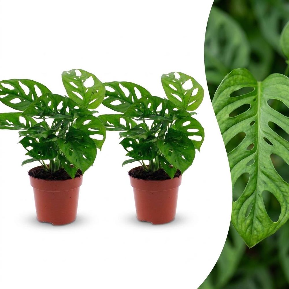 Monstera adansonii - monstera monkey mask - lot de 2 plantes - pot ø12 cm, h 25 cm