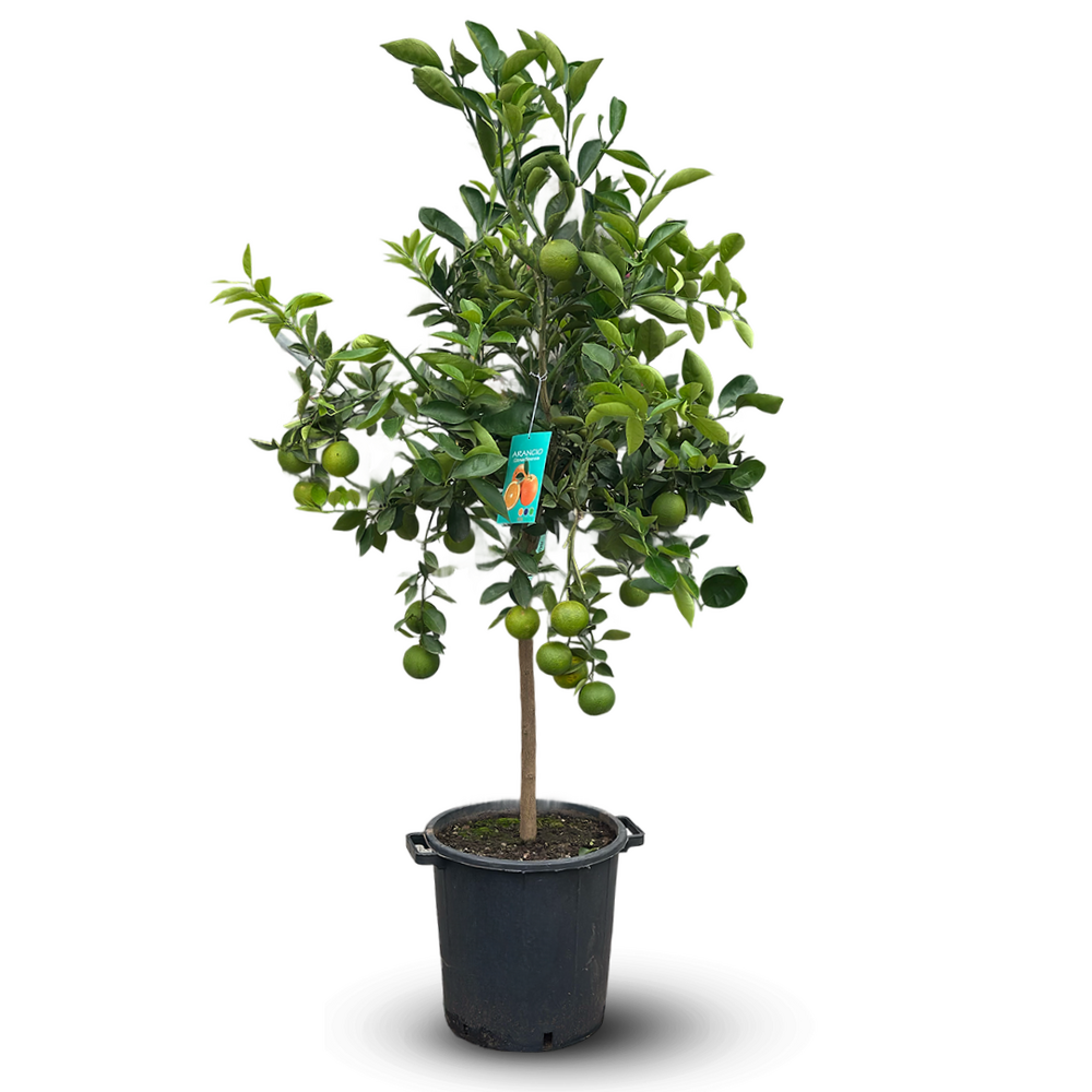 Oranger - citrus sinensis - agrume méditerranéen - arbre fruitier - ↕ 170-190 cm - ⌀ 35 cm