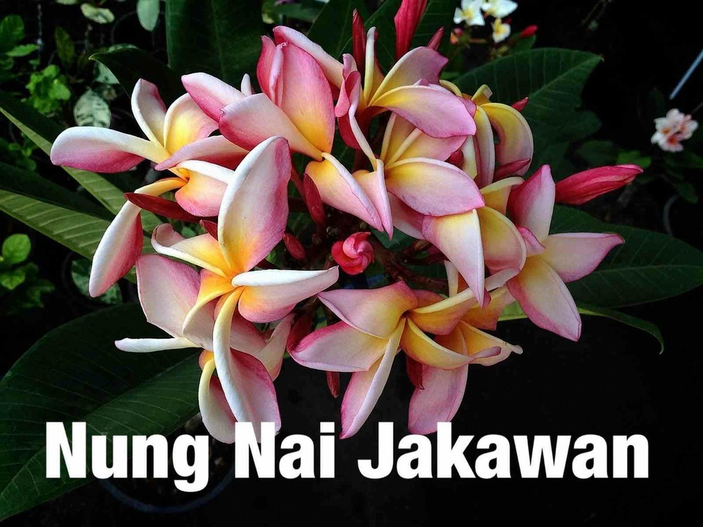 Plumeria rubra 