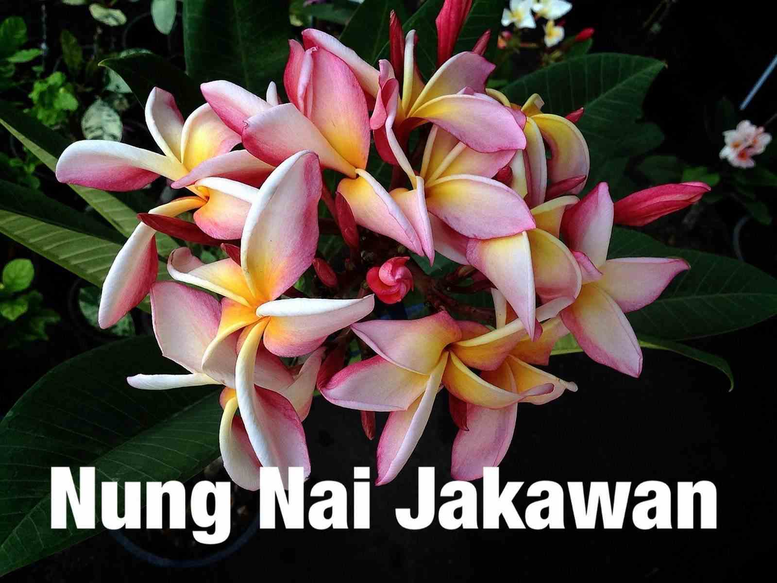 Plumeria rubra "nung nai jakawan" (frangipanier) taille pot de 2 litres ? 20/30 cm -   blanc/jaune/rose
