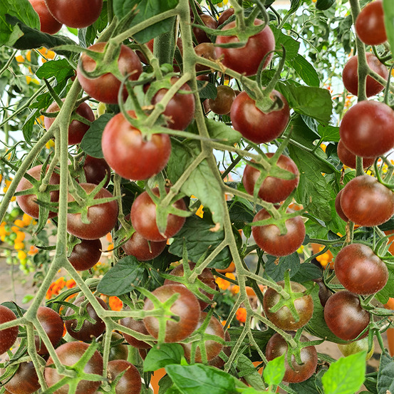 Plant de tomate cerise blackcherry pot 0,5 l