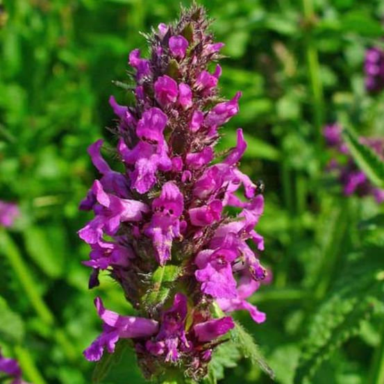 Epiaire monieri hummelo, stachys lot de 9 godets
