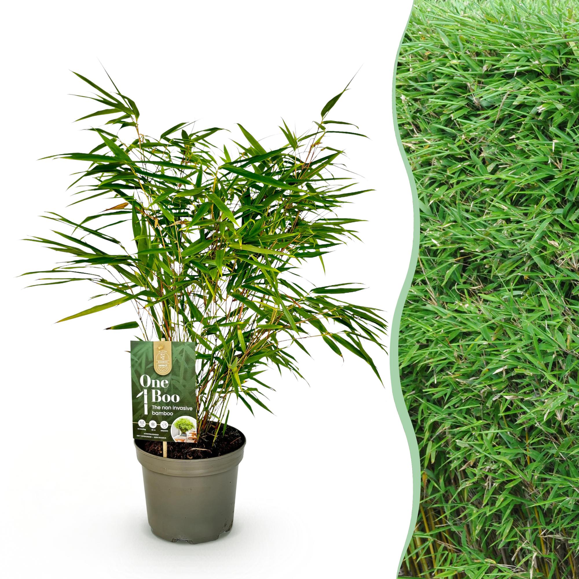 Bambou fargesia rufa - pot 17 cm - hauteur 60 cm