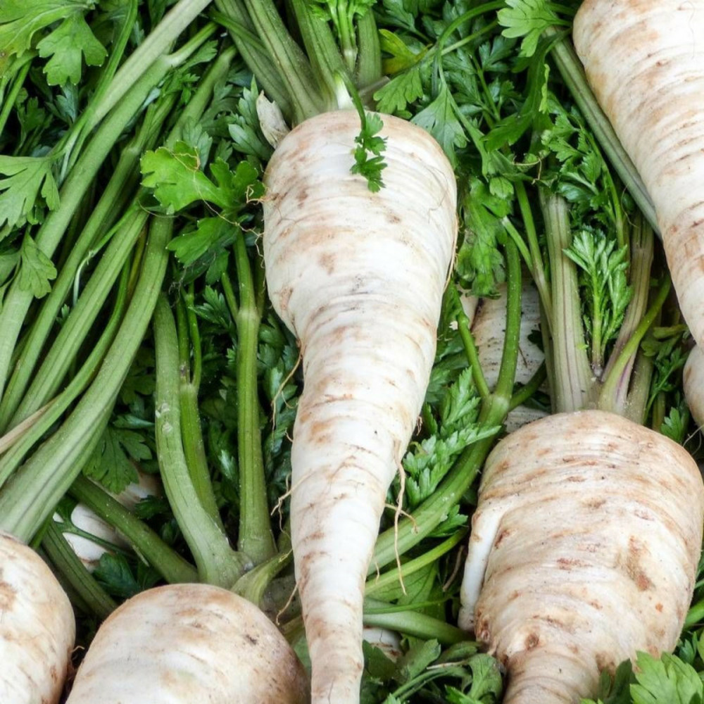 Graines de navet blanc dur d'hiver - vilmorin sachet