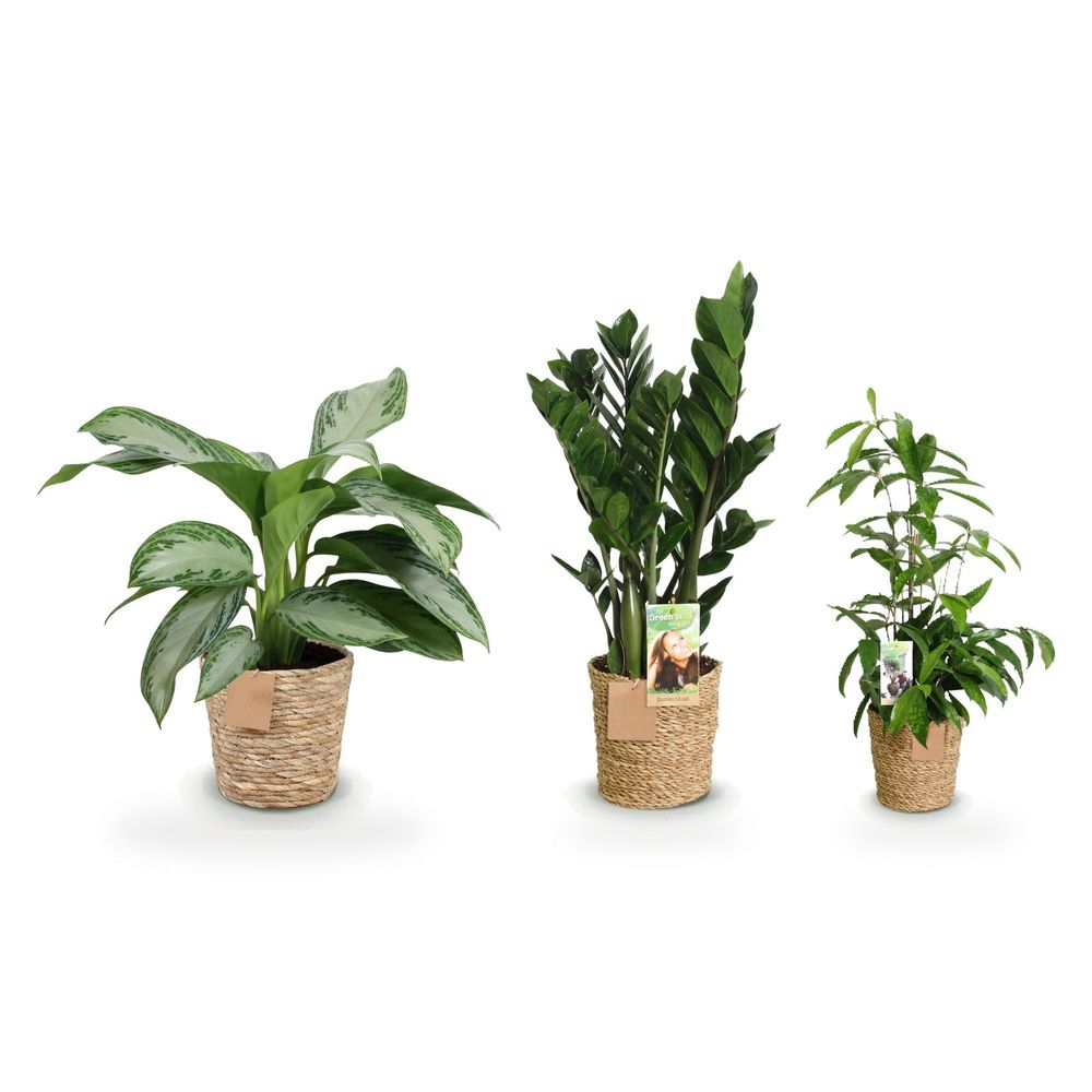 Chambre slow déco — zamioculcas, aglaonema silver bay & dracaena surculosa — lot de 3 plantes