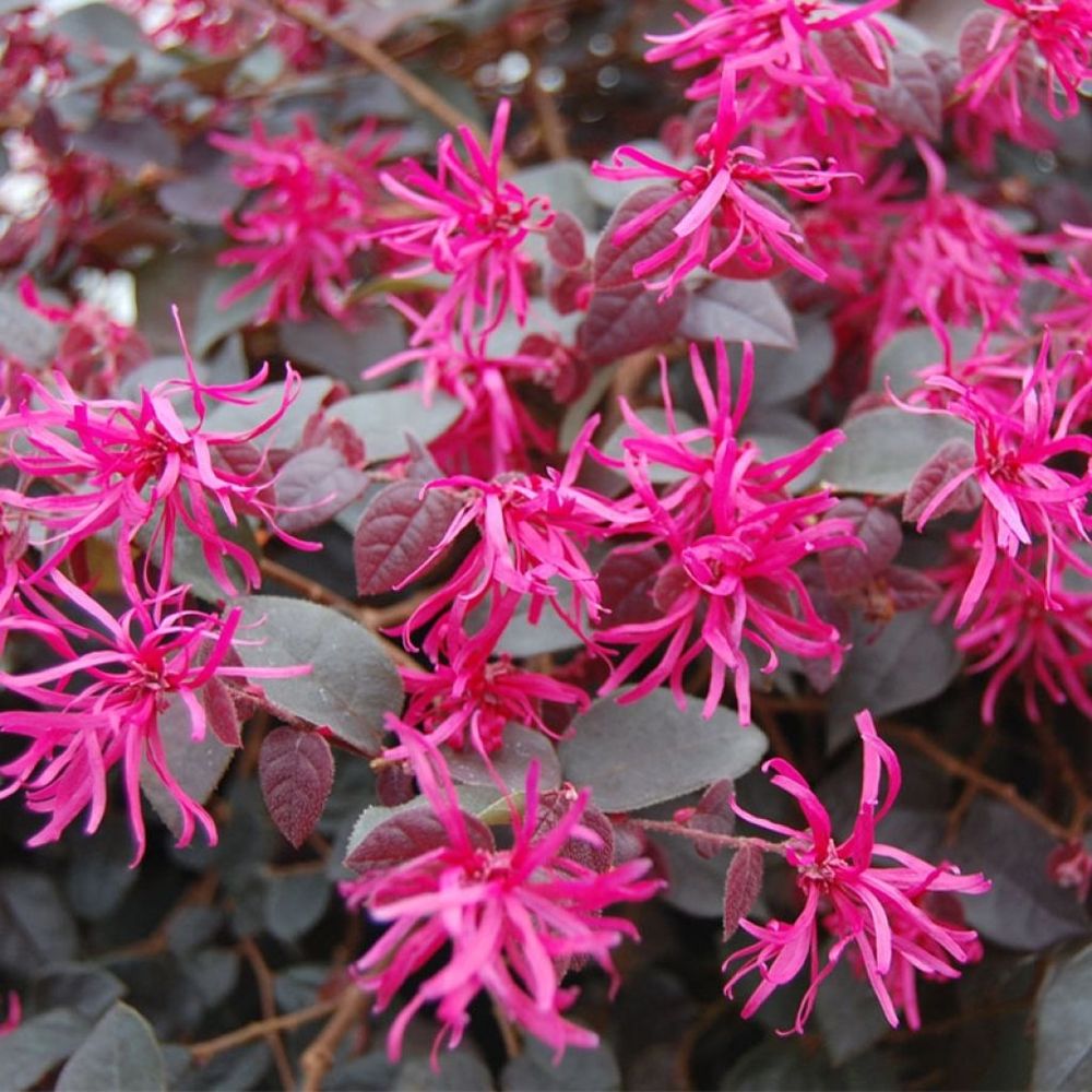 Loropetalum 'plum gorgeous' pot de 2l/3l