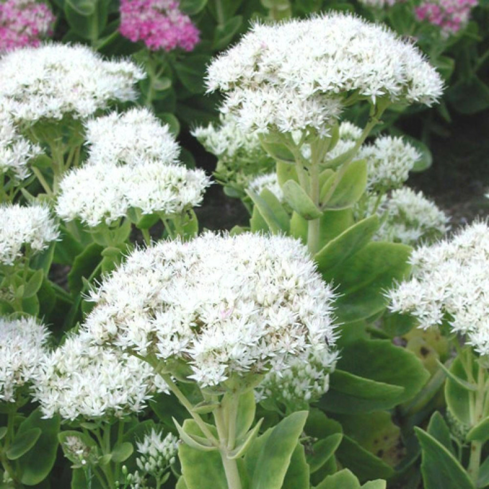 Orpin iceberg, sedum lot de 5 godets