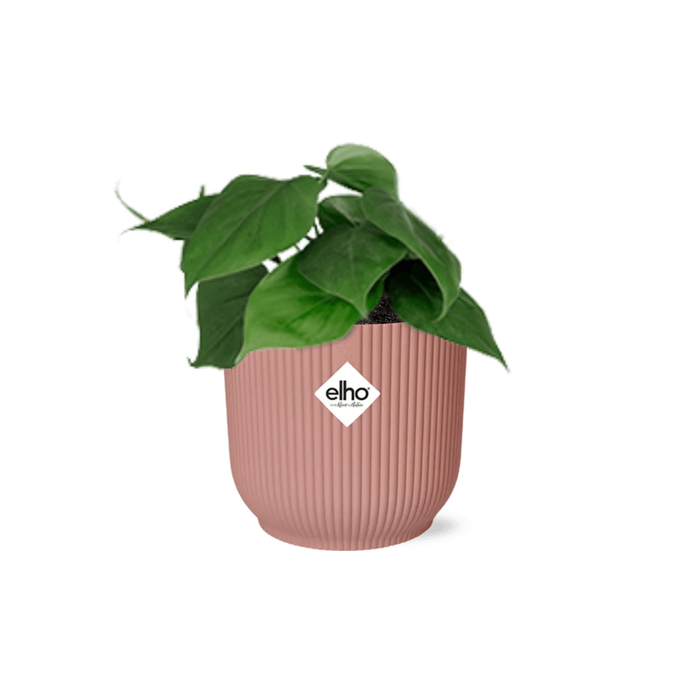 Philodendron scandens in elho vibes fold 14cm roze - plantes d'intérieur