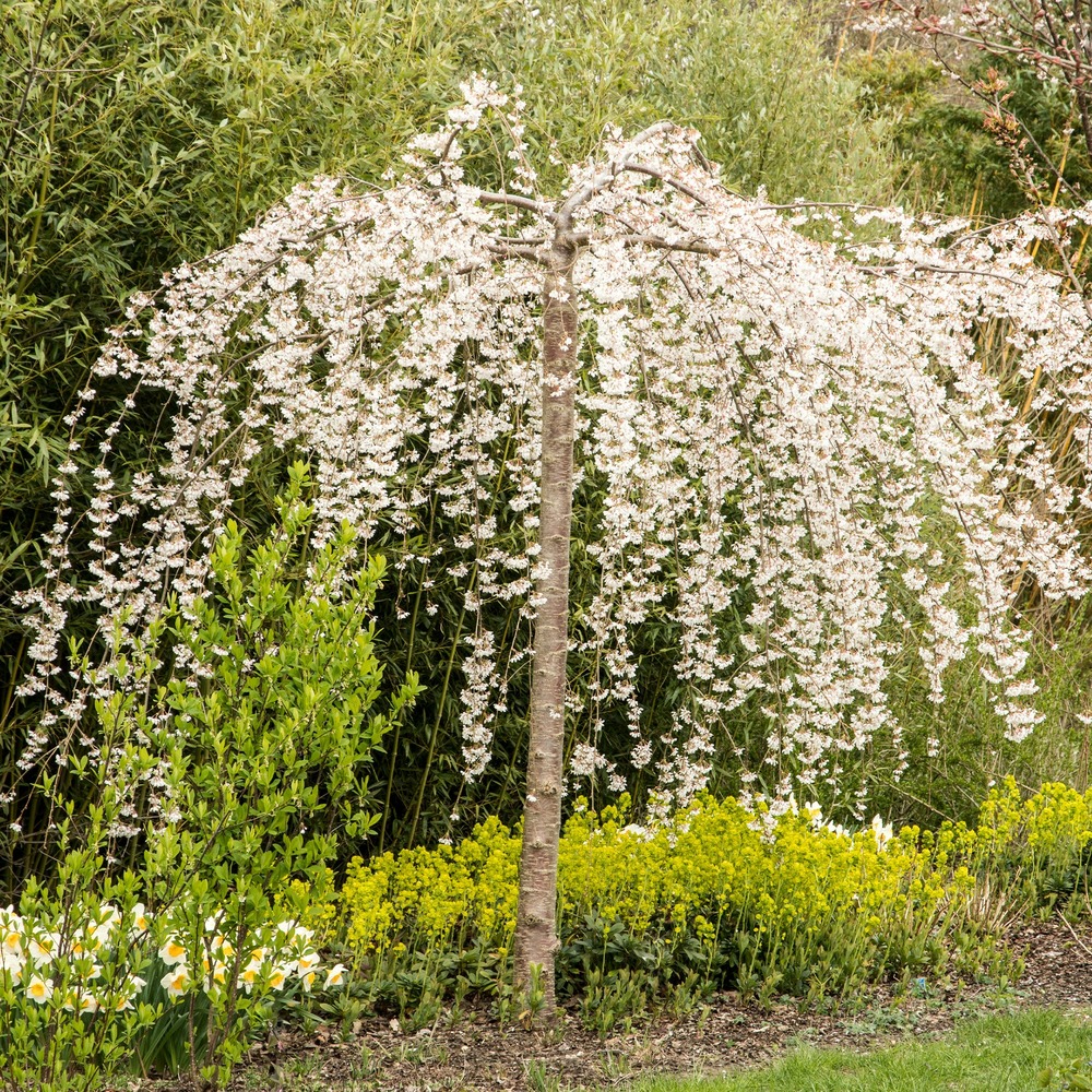 Cerisier à fleurs snow fountains - le pot / 3l / tige 60cm