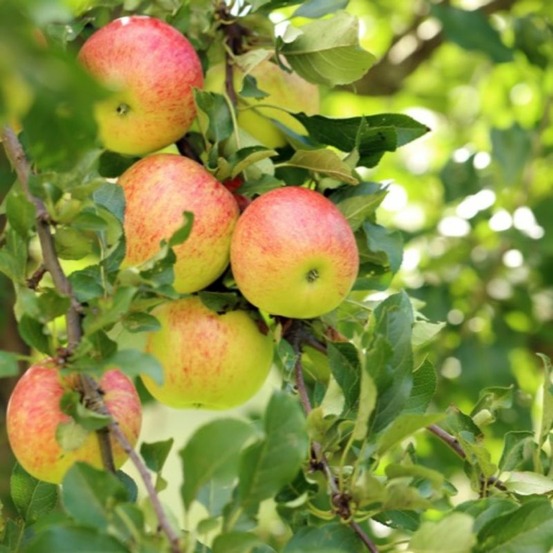 Pommier 'elstar' (malus domestica 'elstar')