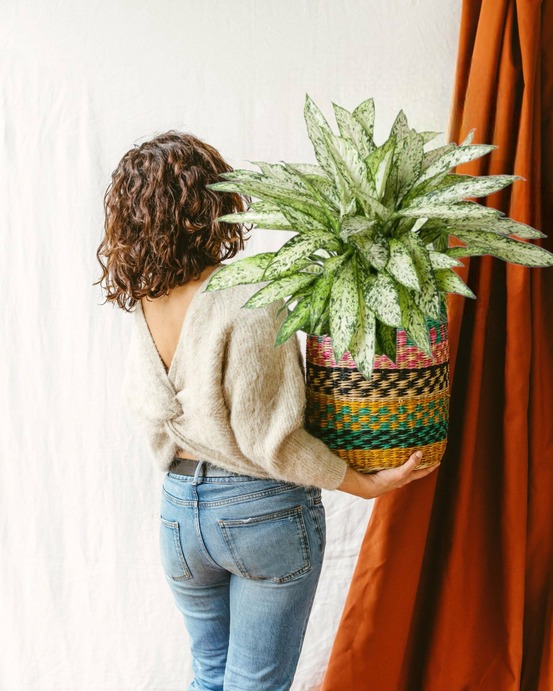 Dieffenbachia vesuvius h80cm 80cm - plante d'intérieur