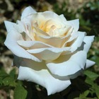 Rosier buisson blanc rose 'Jardins de Bagatelle®' Meimafris : en motte