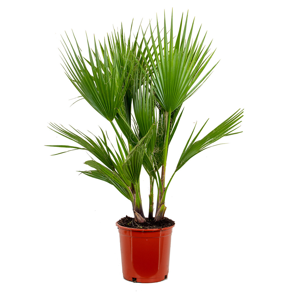 Washingtonia robusta - palmier éventail mexicain - palmier rustique - hauteur 80-100 cm - pot 21 cm