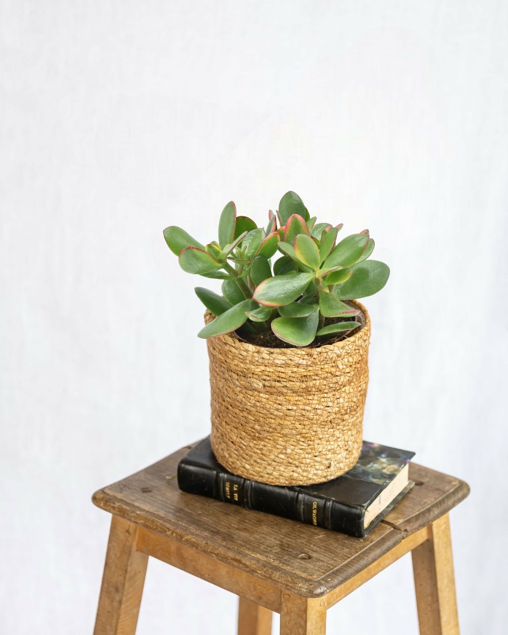 Crassula ovata sunset - plante grasse d'intérieur