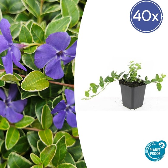 Petite pervenche 'argenteovariegata' x40 – entre 2,5 et 3,33m2