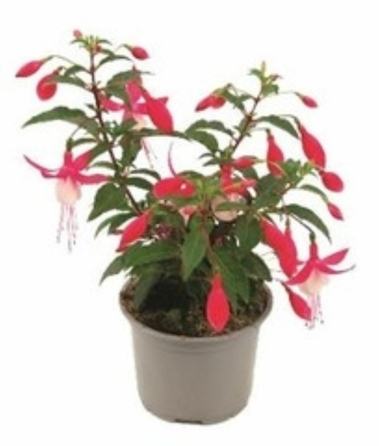 Fuchsia vivace pot 10,5 cm