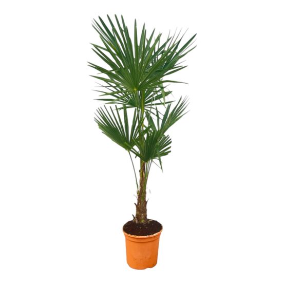 Trachycarpus fortuneii - h120-160 cm - ø27 cm