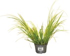 Plant de acorus  pot 10,5 cm