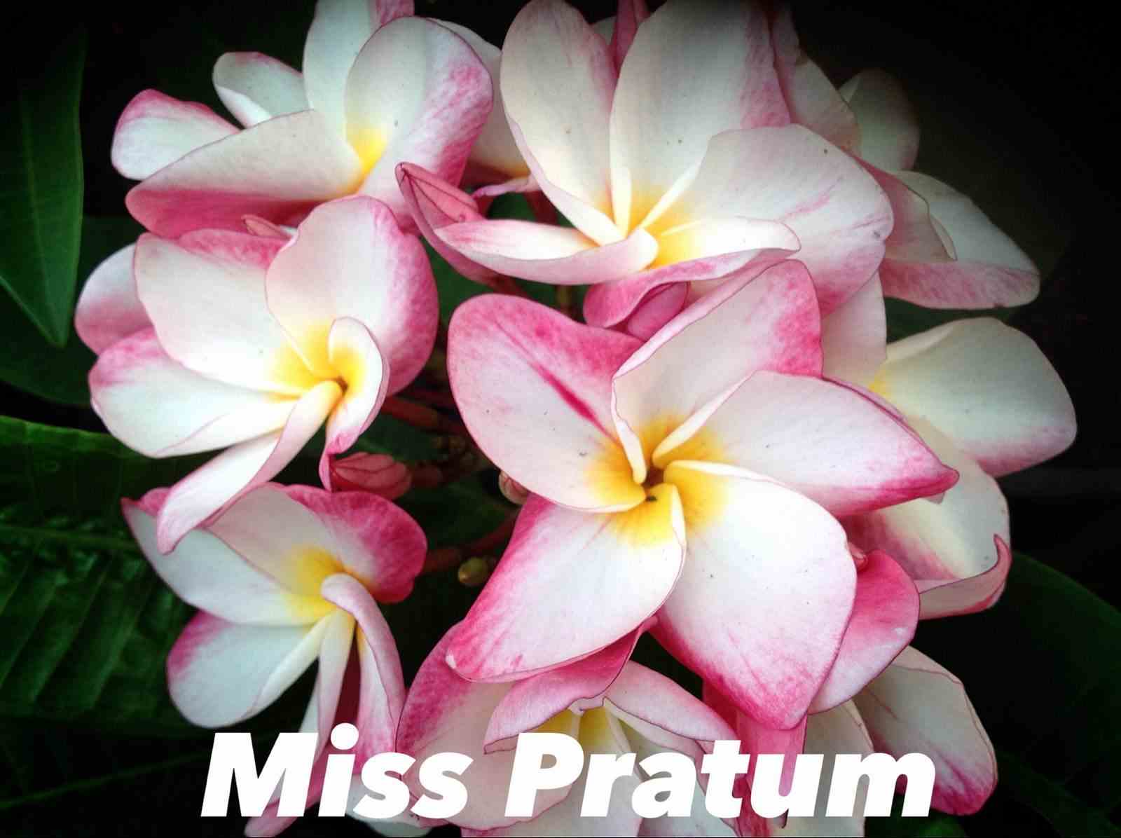 Plumeria rubra "miss pratum" (frangipanier) taille pot de 2 litres ? 20/30 cm -   tricolor