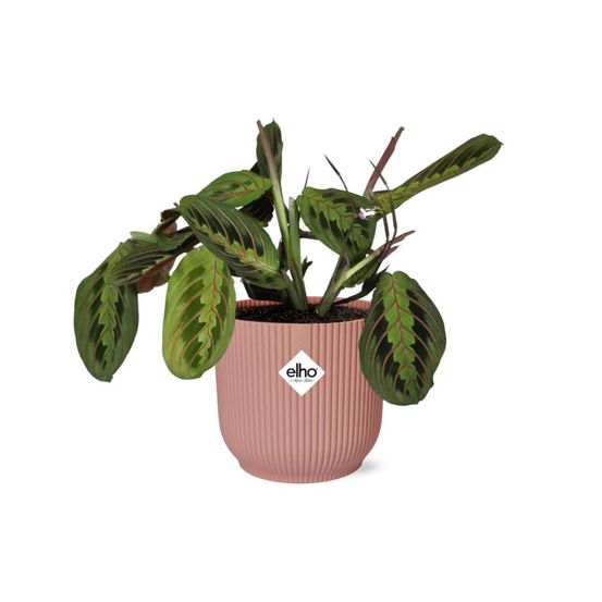 Maranta leuconeura ‘fascinator’ tricolor 14cm rose