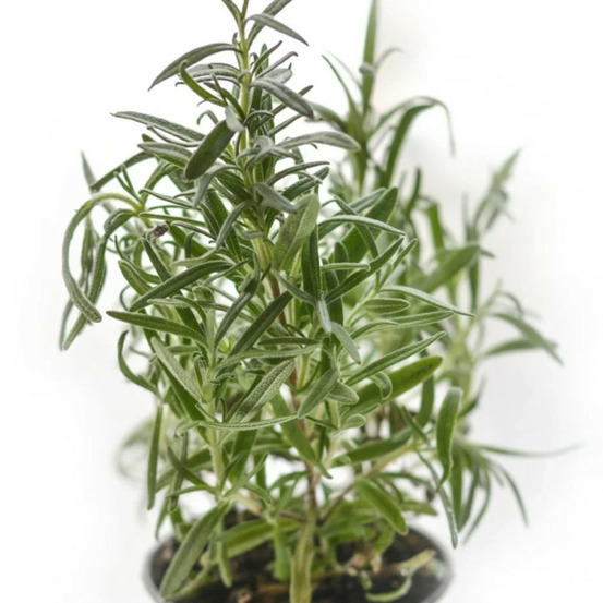 Romarin officinal - prêt à consommer pot de 1 litre