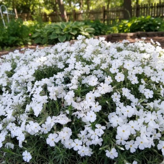 Phlox nain white admiral, phlox mousse lot de 9 godets