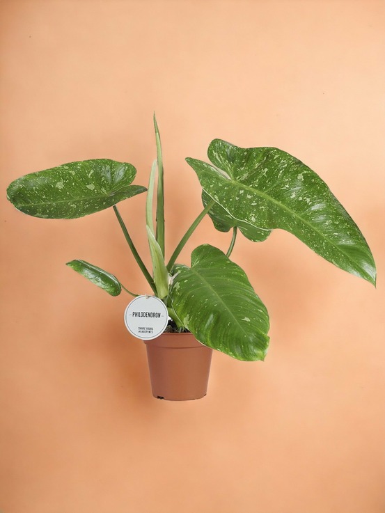 Philodendron jose buono